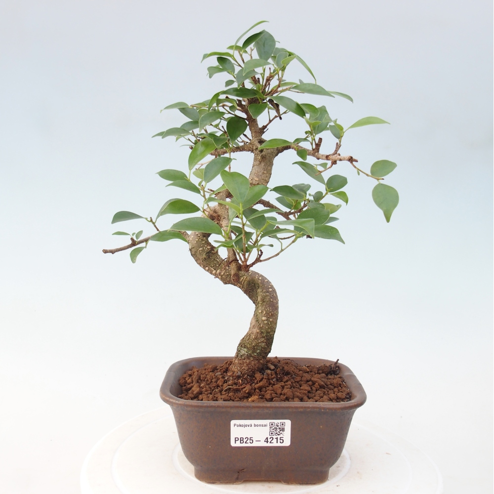 Zimmerbonsai - Ficus retusa - Kleinblättriger Ficus
