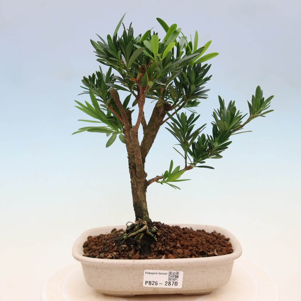 Zimmerbonsai - Podocarpus - Stein-Eibe