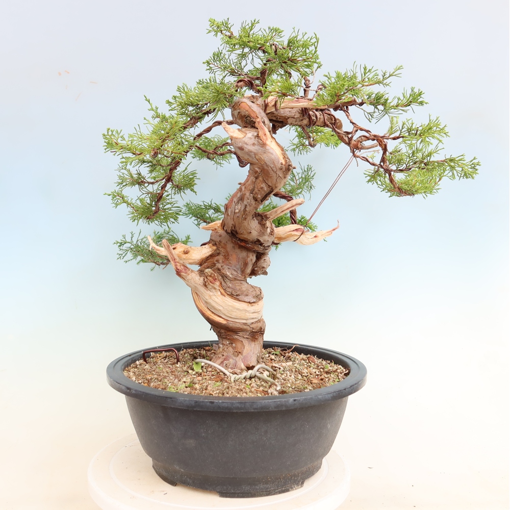 Bonsai für draußen - Juniperus chinensis Itoigawa-Juniperus chinensis