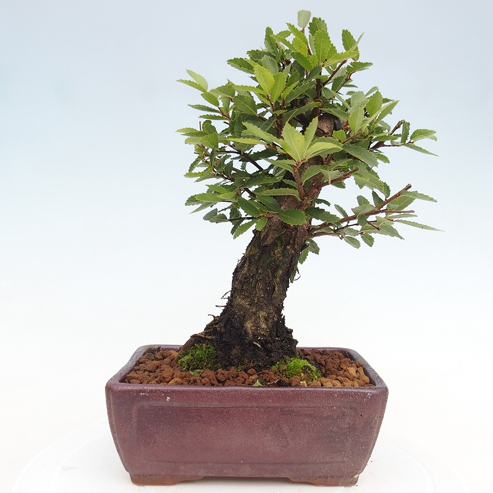 Bonsai im Freien - Zelkova - Zelkova NIRE