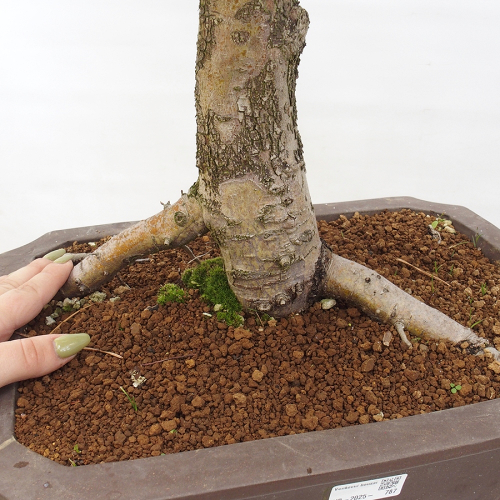 Bonsai im Freien - Weißdorn - Crataegus monogyna