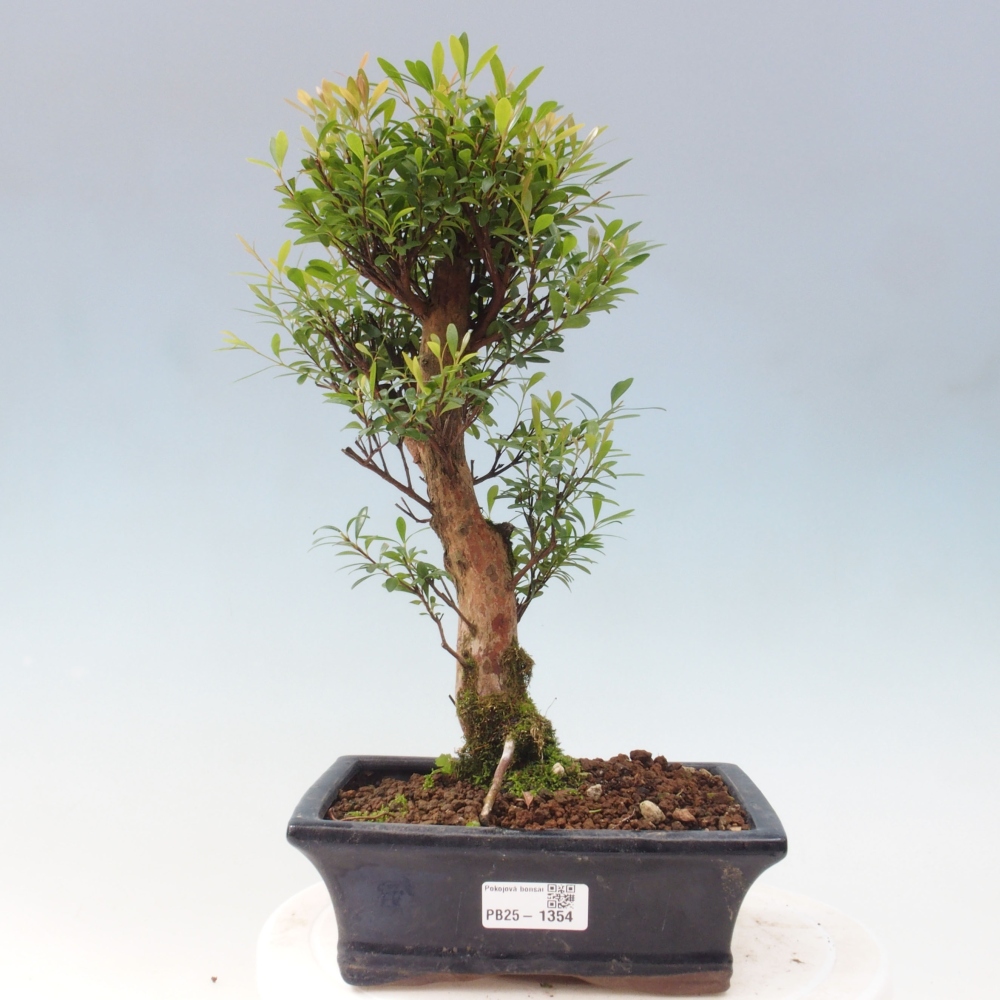 Zimmer Bonsai - Syzygium - Pimentovník