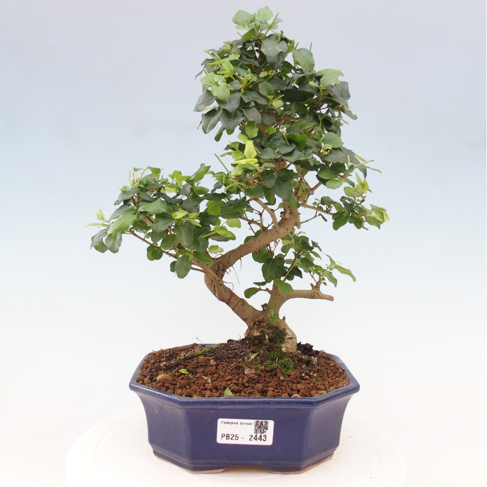 Indoor Bonsai -Ligustrum chinensis - Vogelschnabel