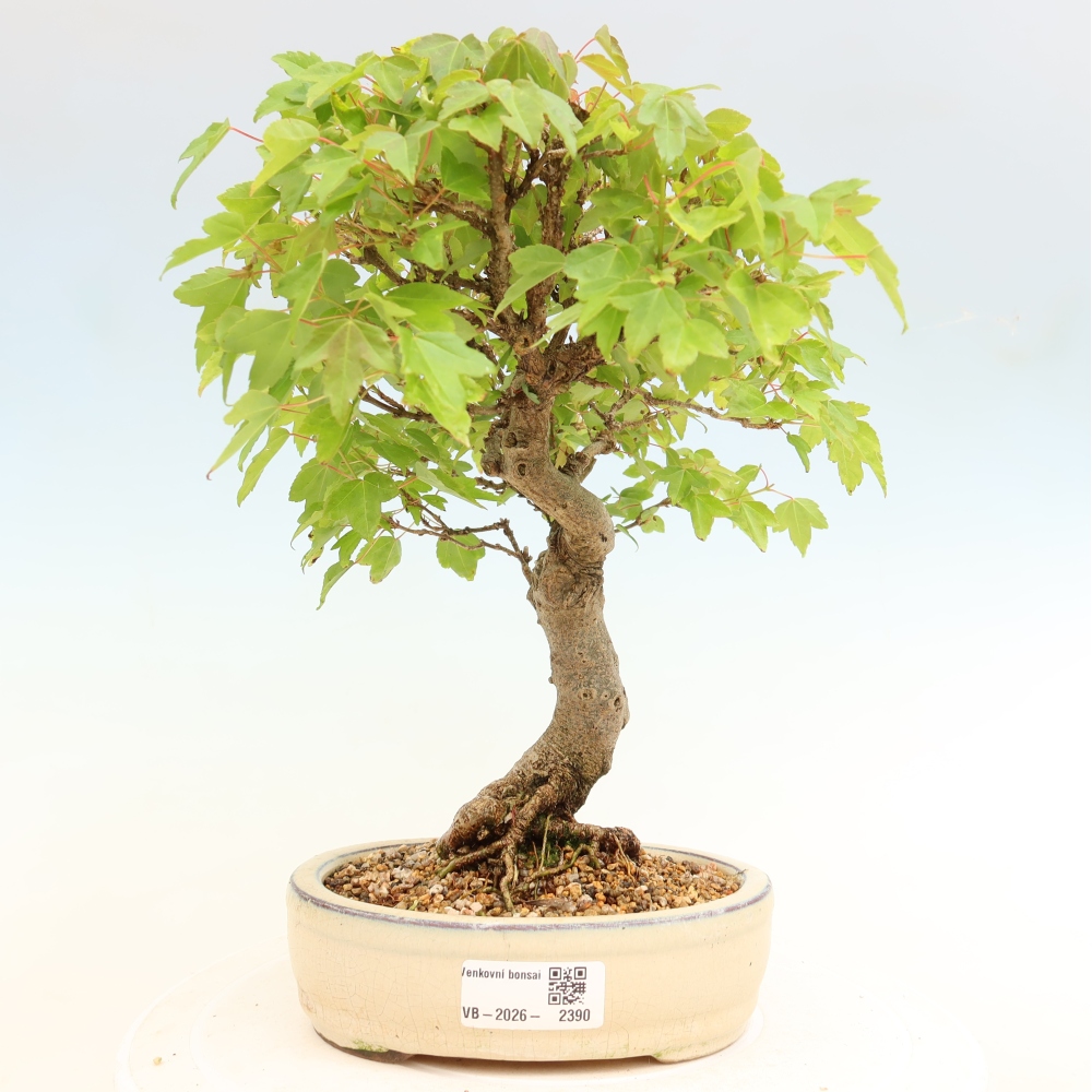 Bonsai für draußen - Ahorn Burger - Acer Burgerianum