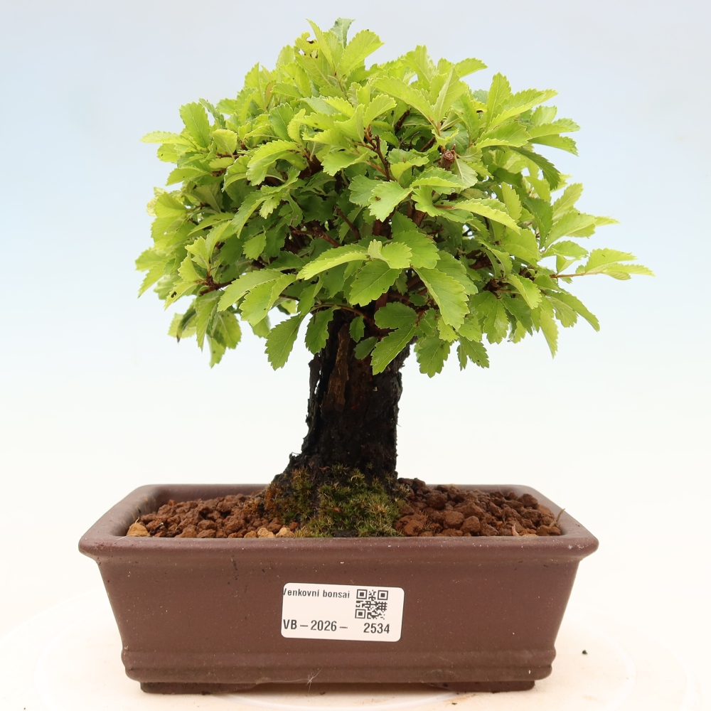Bonsai für draußen - Zelkova - Zelkova NIRE