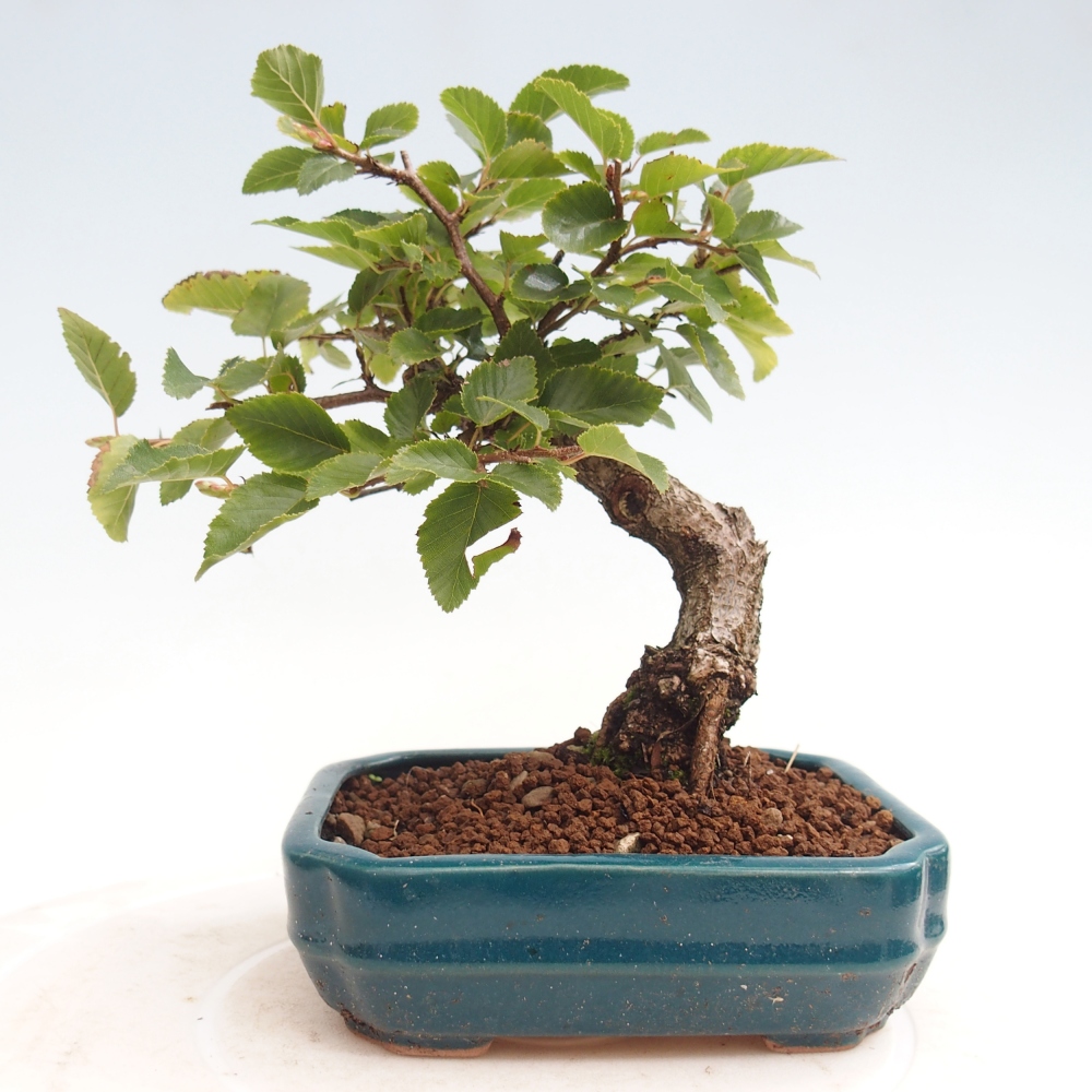 Outdoor-Bonsai -Carpinus CARPINOIDES - Koreanisch Hainbuche