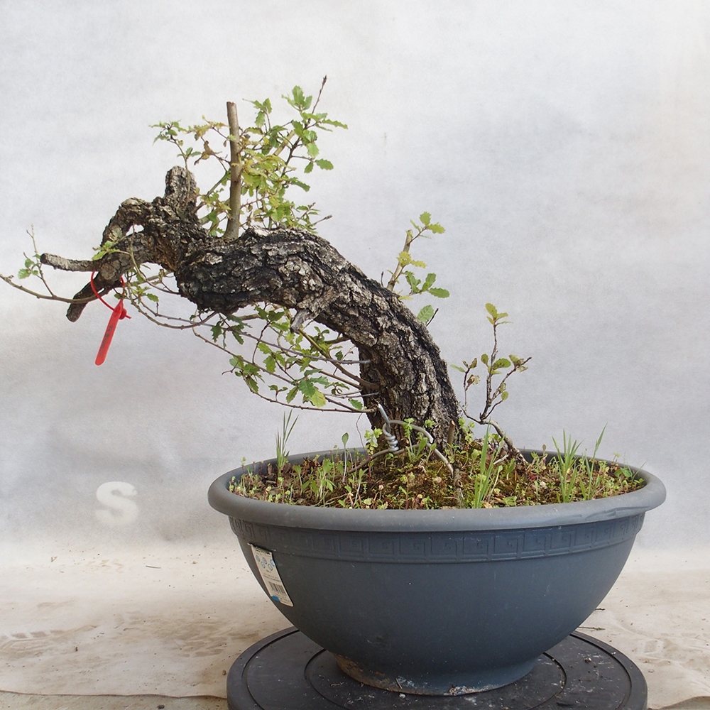 Freilandbonsai Quercus Cerris - Eiche Cer