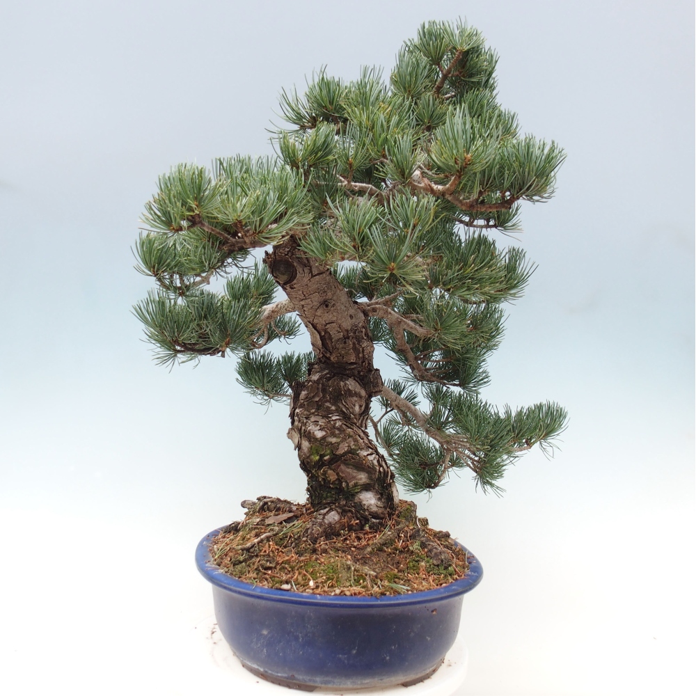 Bonsai im Freien - Pinus parviflora - kleine Kiefer