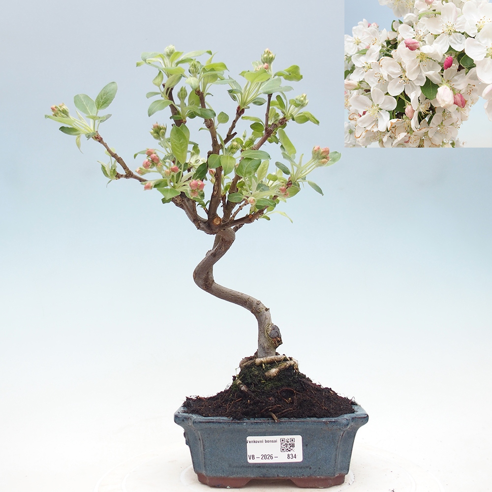 Outdoor-Bonsai -Malus halliana - Kleinfrüchtiger Apfelbaum