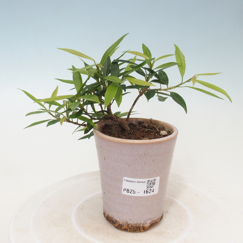 Zimmerbonsai - Ficus nerifolia - kleinblättriger Ficus