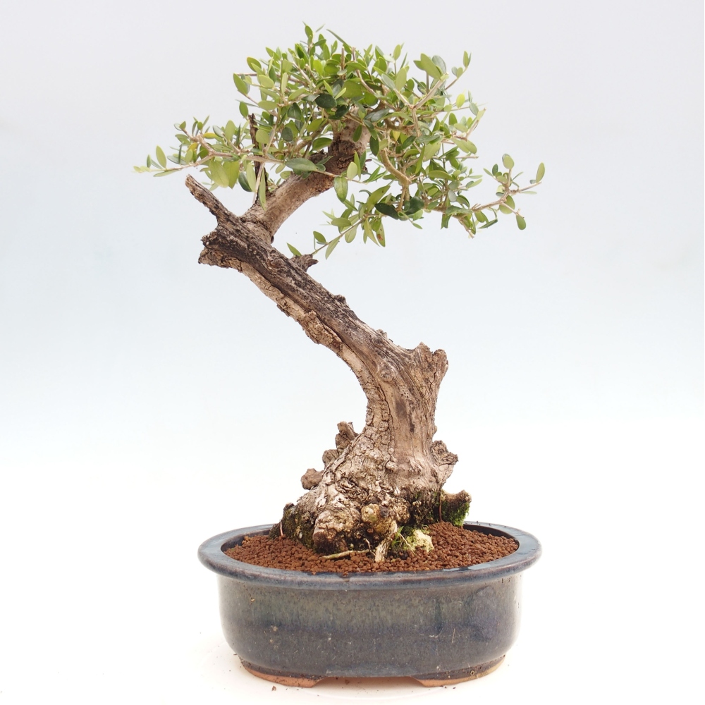 Indoor-Bonsai - Olea europaea sylvestris - Europäisches kleinblättriges Olivenöl