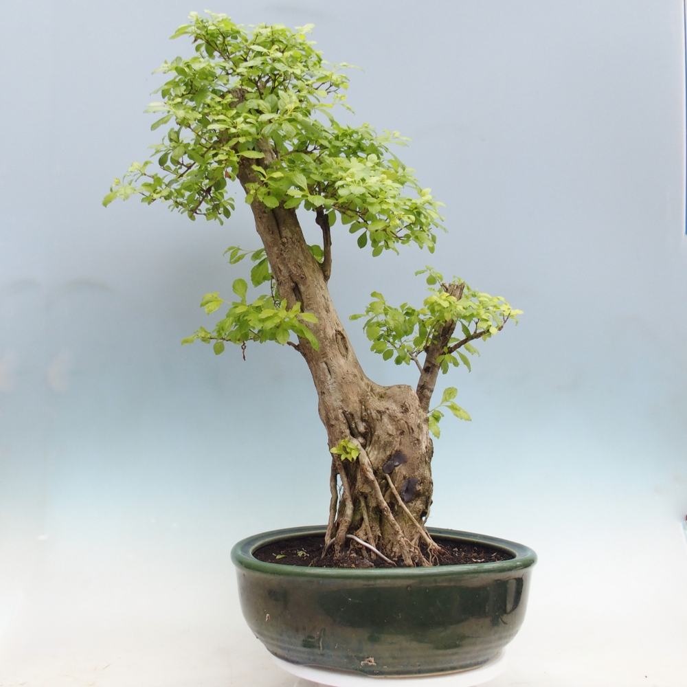 Zimmerbonsai - Duranta erecta Aurea - NUR PERSÖNLICHE ABHOLUNG oder Palettentransport