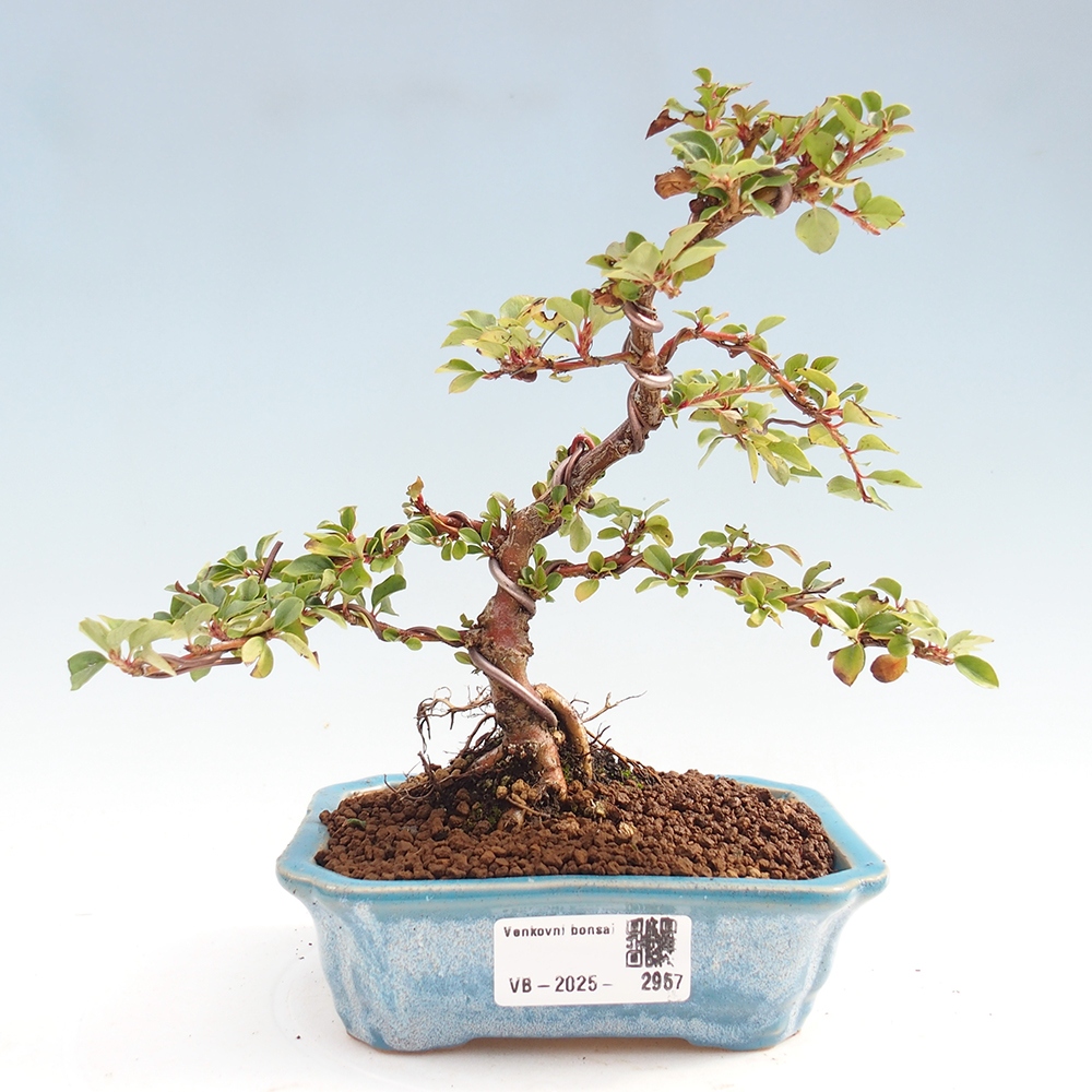 Bonsai im Freien - Cotoneaster horizontalis - Felsenbaum