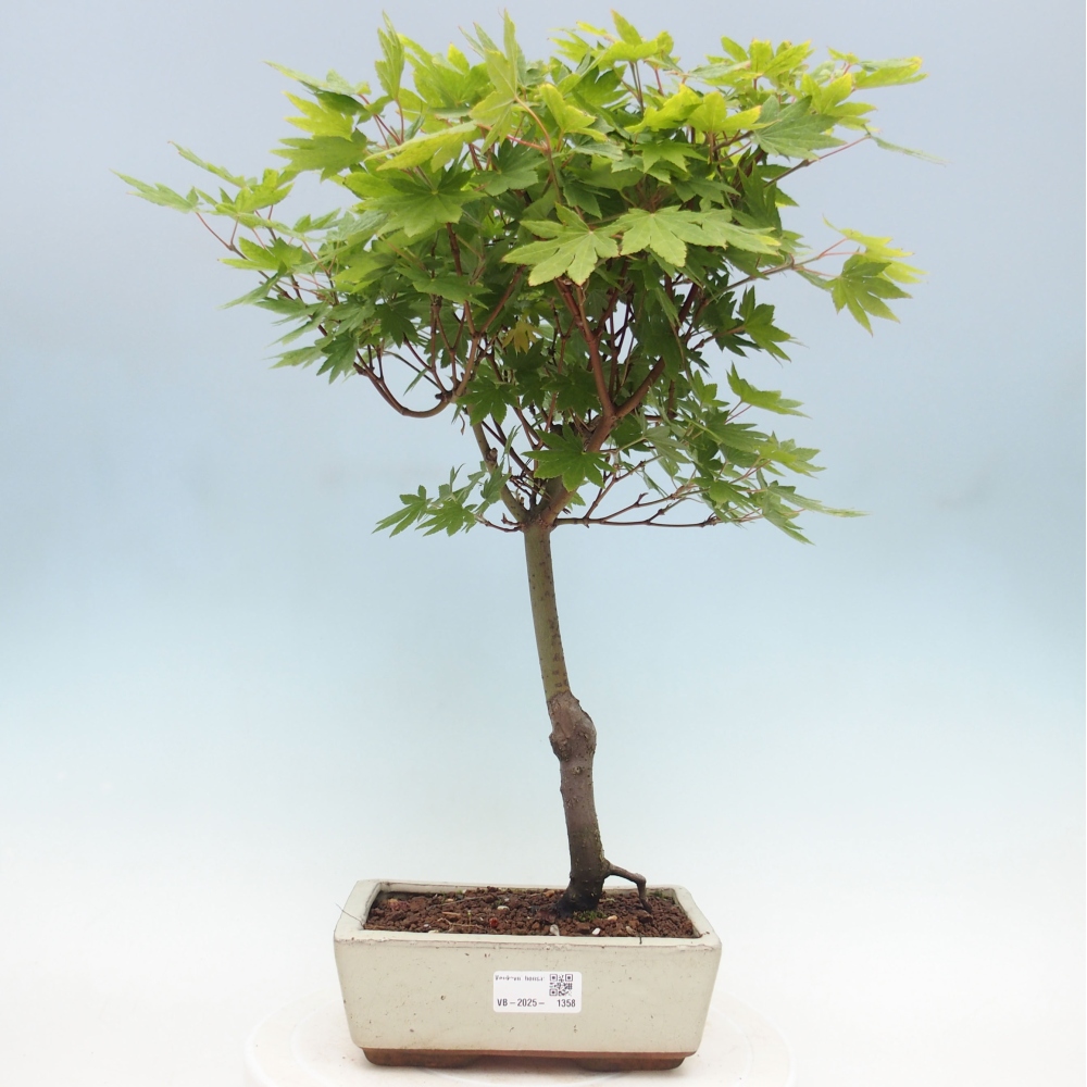 Bonsai im Freien - Ahorn palmatum katsura GISAN - Ahorn palmat