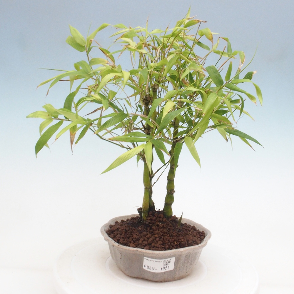 Zimmerbonsai - Bambus-Buddha-Bambus-Buddha-Bauch