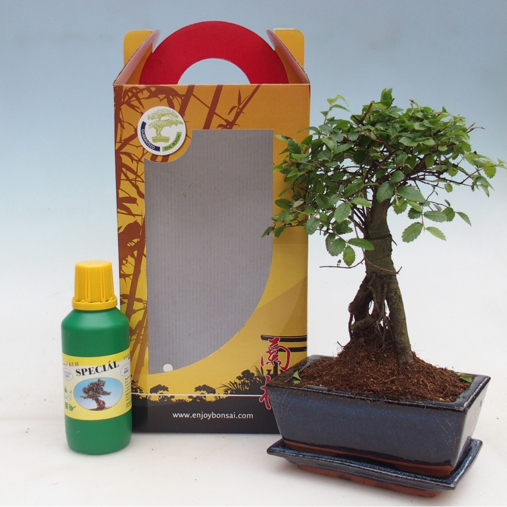 Ulmus parvifolia - Chinesische Ulme