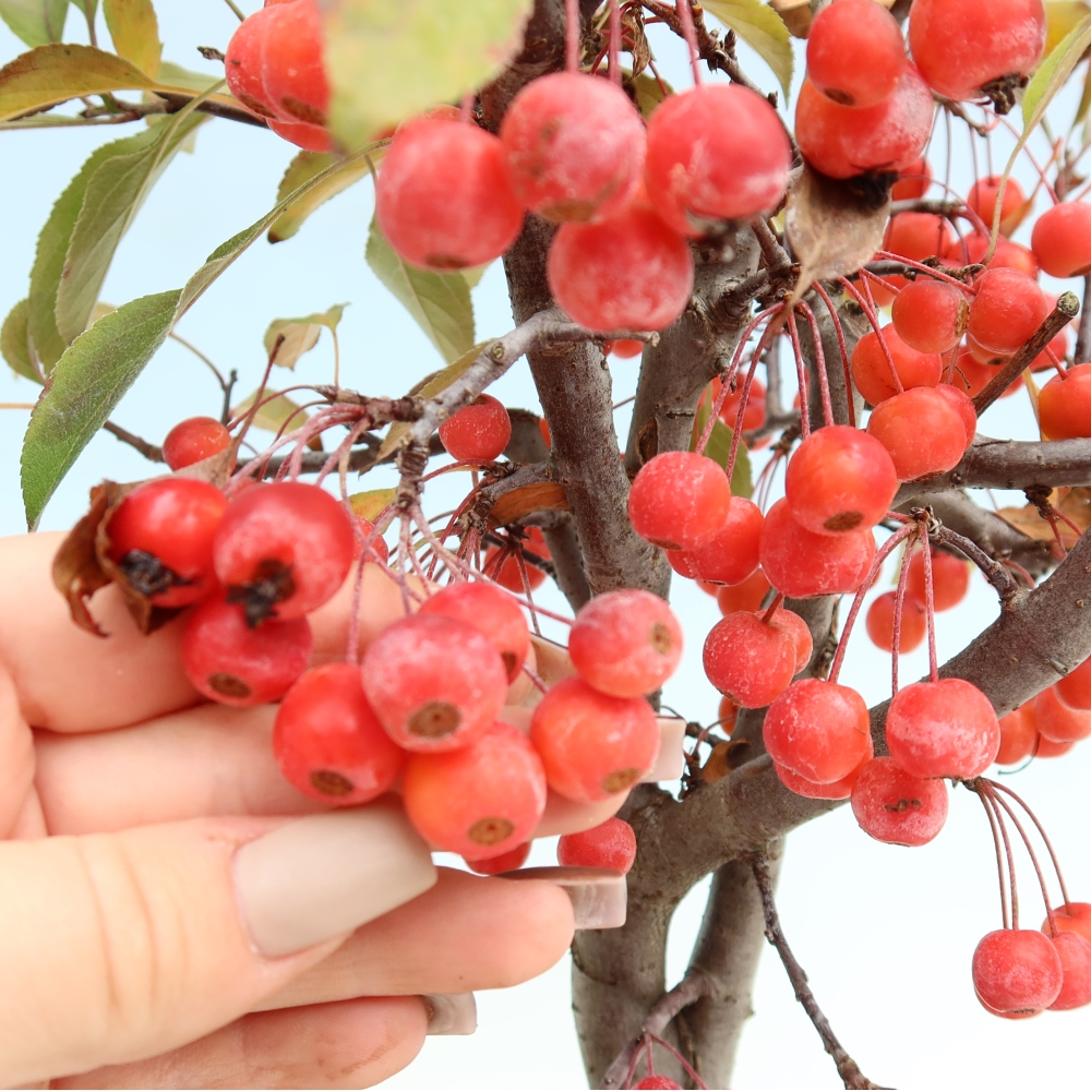 Outdoor-Bonsai -Malus domestica - Kleinfrüchtiger rotblättriger Apfelbaum