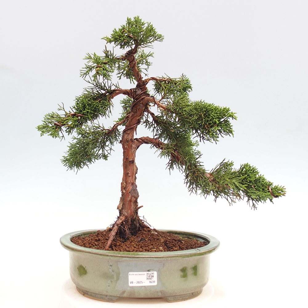 Outdoor-Bonsai - Juniperus chinensis Kishu - Chinesischer Wacholder