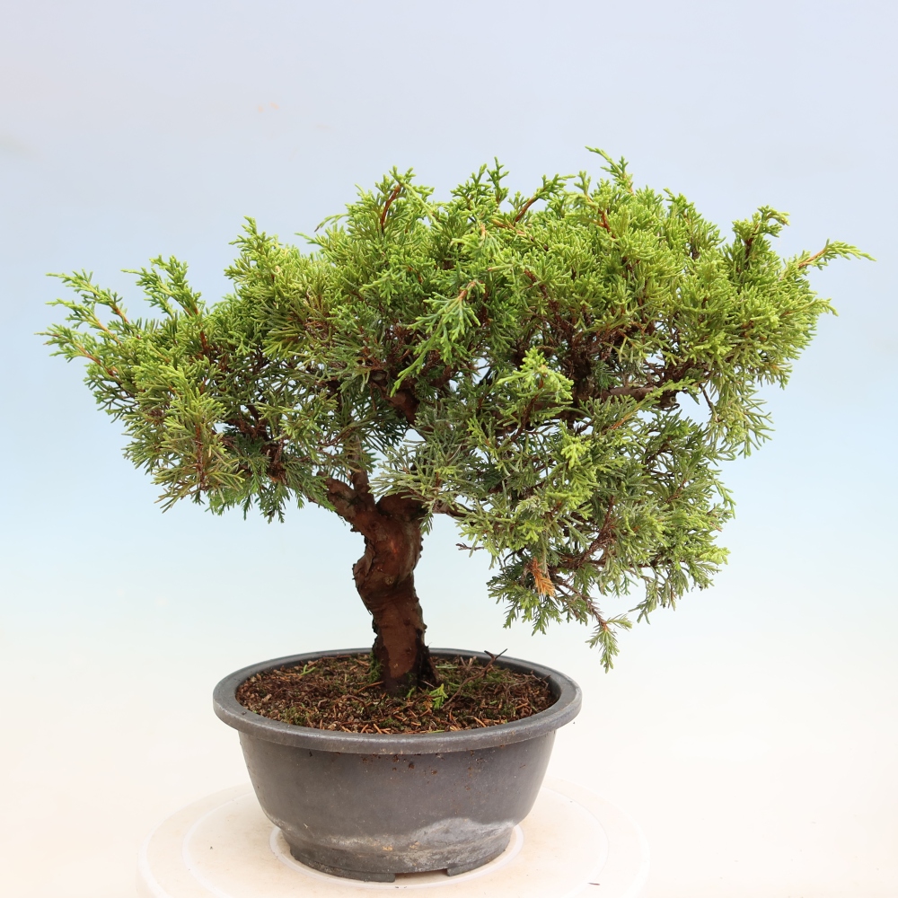 Bonsai für draußen - Juniperus chinensis Itoigawa-Juniperus chinensis