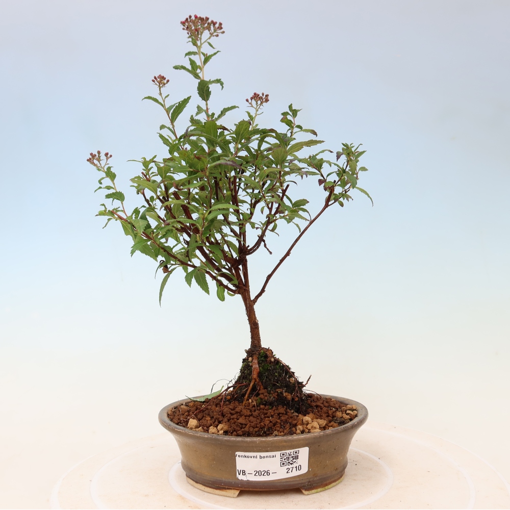 Bonsai für den Außenbereich – Japanische Spirea – Spirea japonica Anthony Waterer