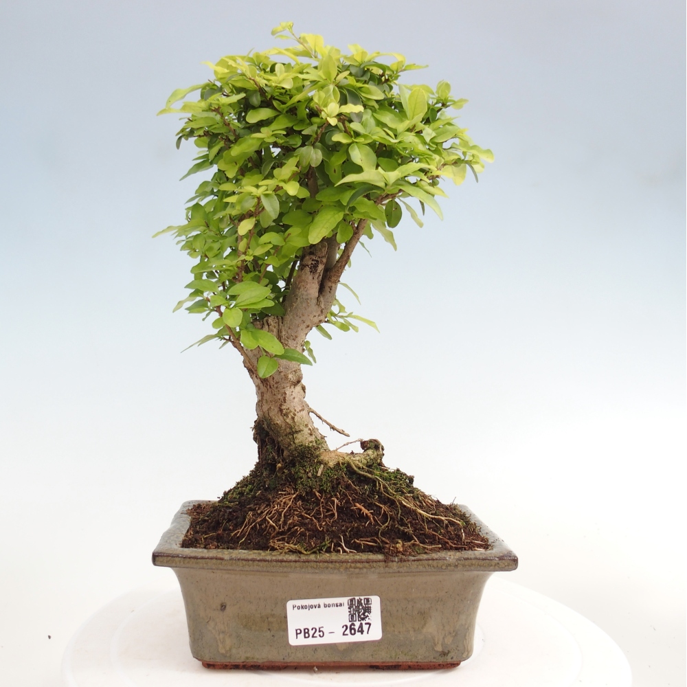 Zimmerbonsai - Ligustrum chinensis - Vogelperspektive