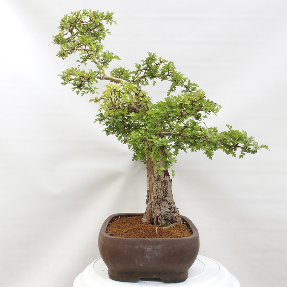 Bonsai im Freien - Weißdorn - Crataegus monogyna
