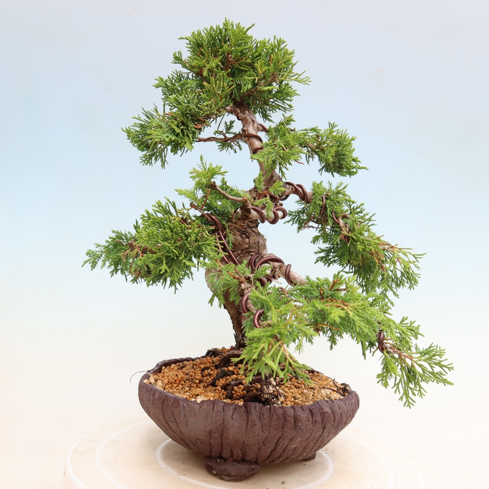 Bonsai für draußen - Juniperus chinensis Itoigawa-Juniperus chinensis