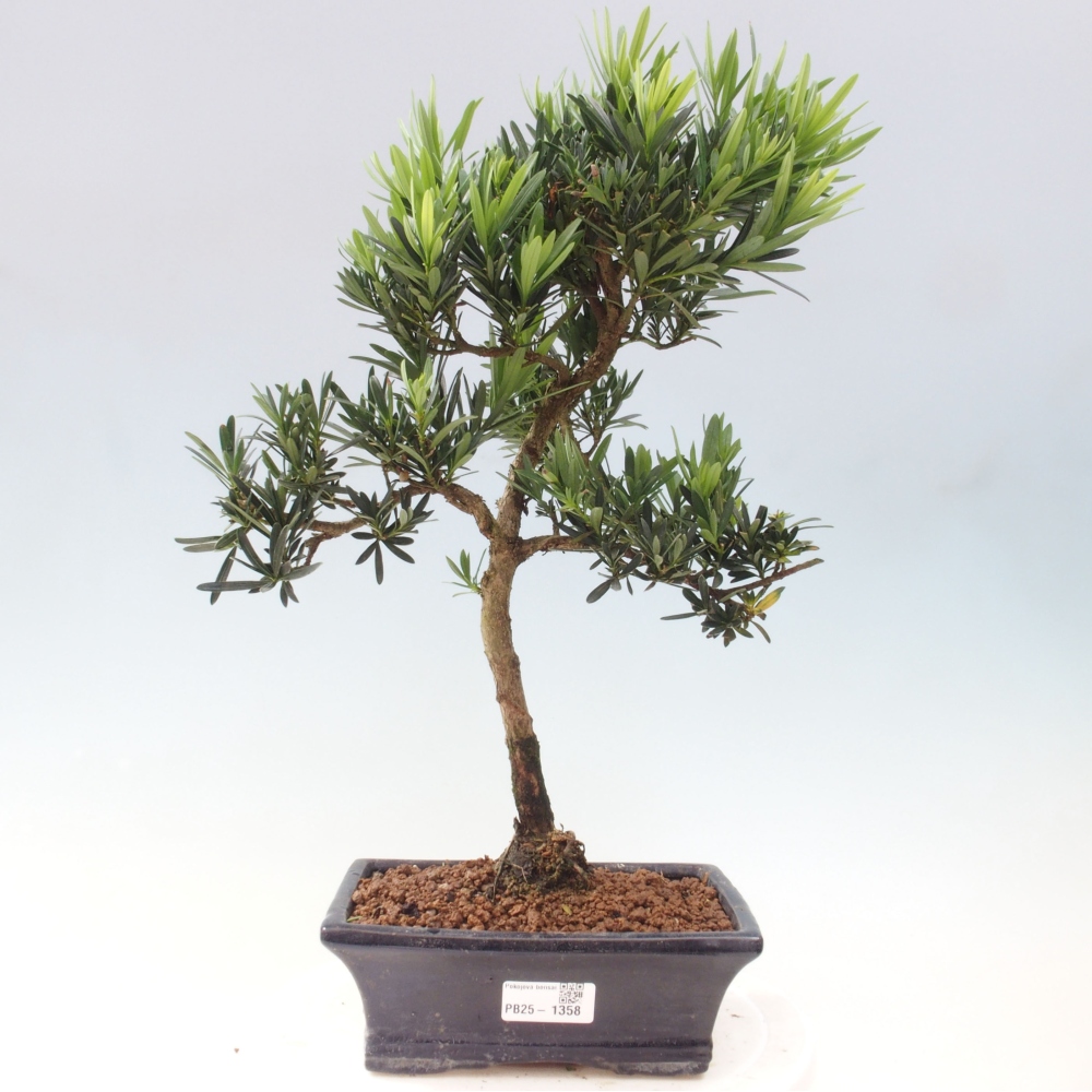Zimmerbonsai - Podocarpus - Steintausend