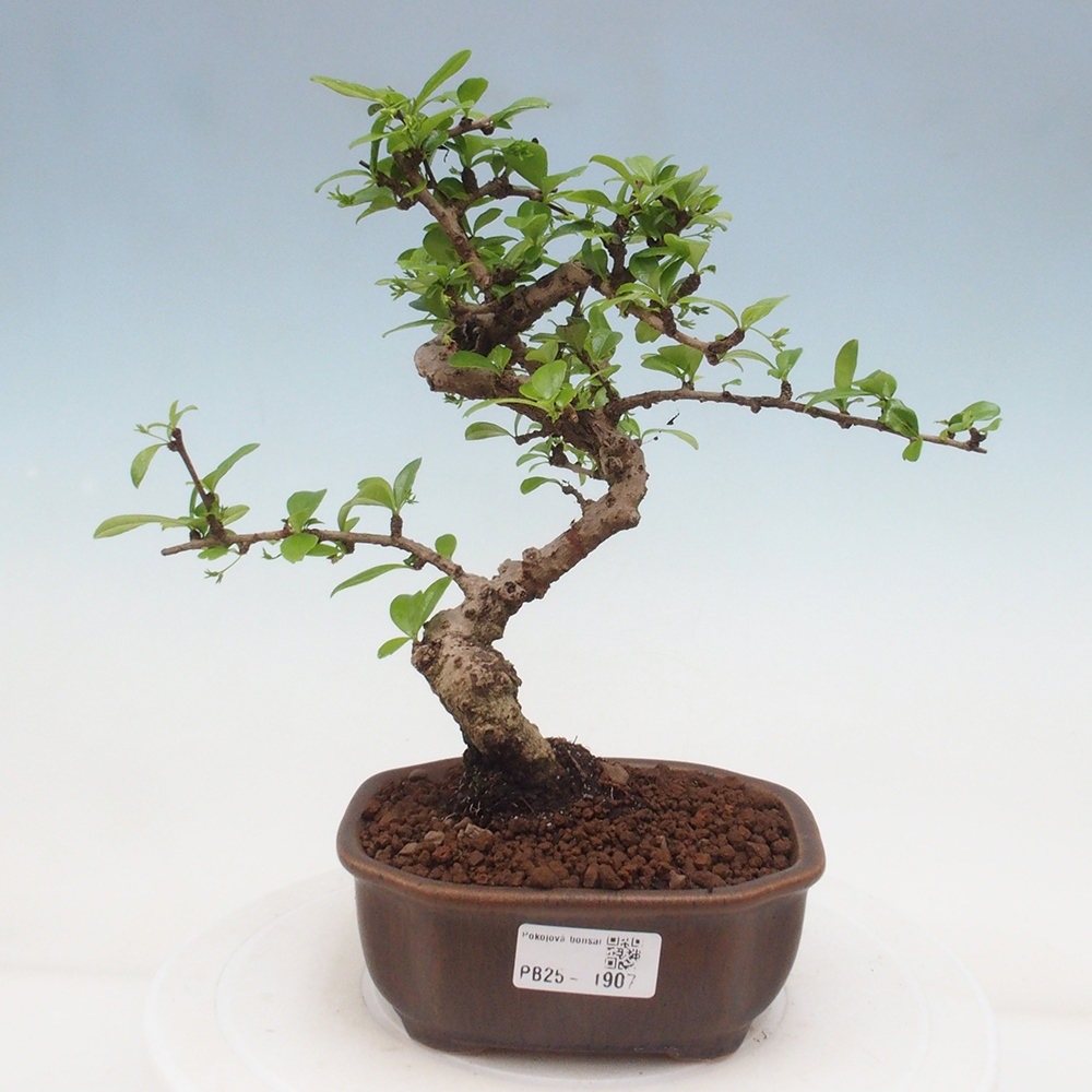 Zimmerbonsai - Carmona Macrophylla - Fuki-Tee