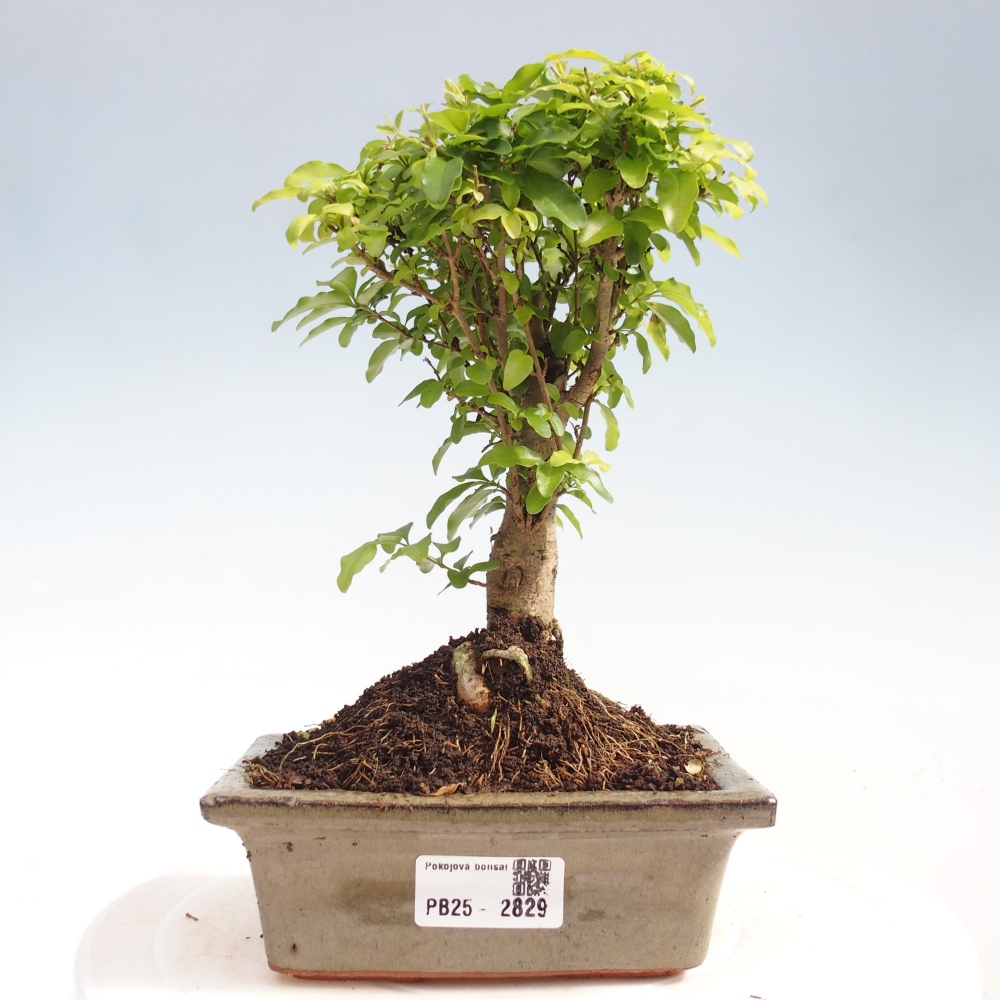 Zimmerbonsai - Ligustrum chinensis - Vogelperspektive