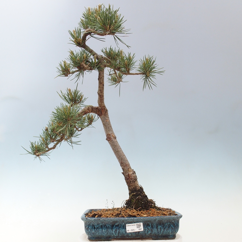 Bonsai im Freien - Pinus Sylvestris - Waldkiefer