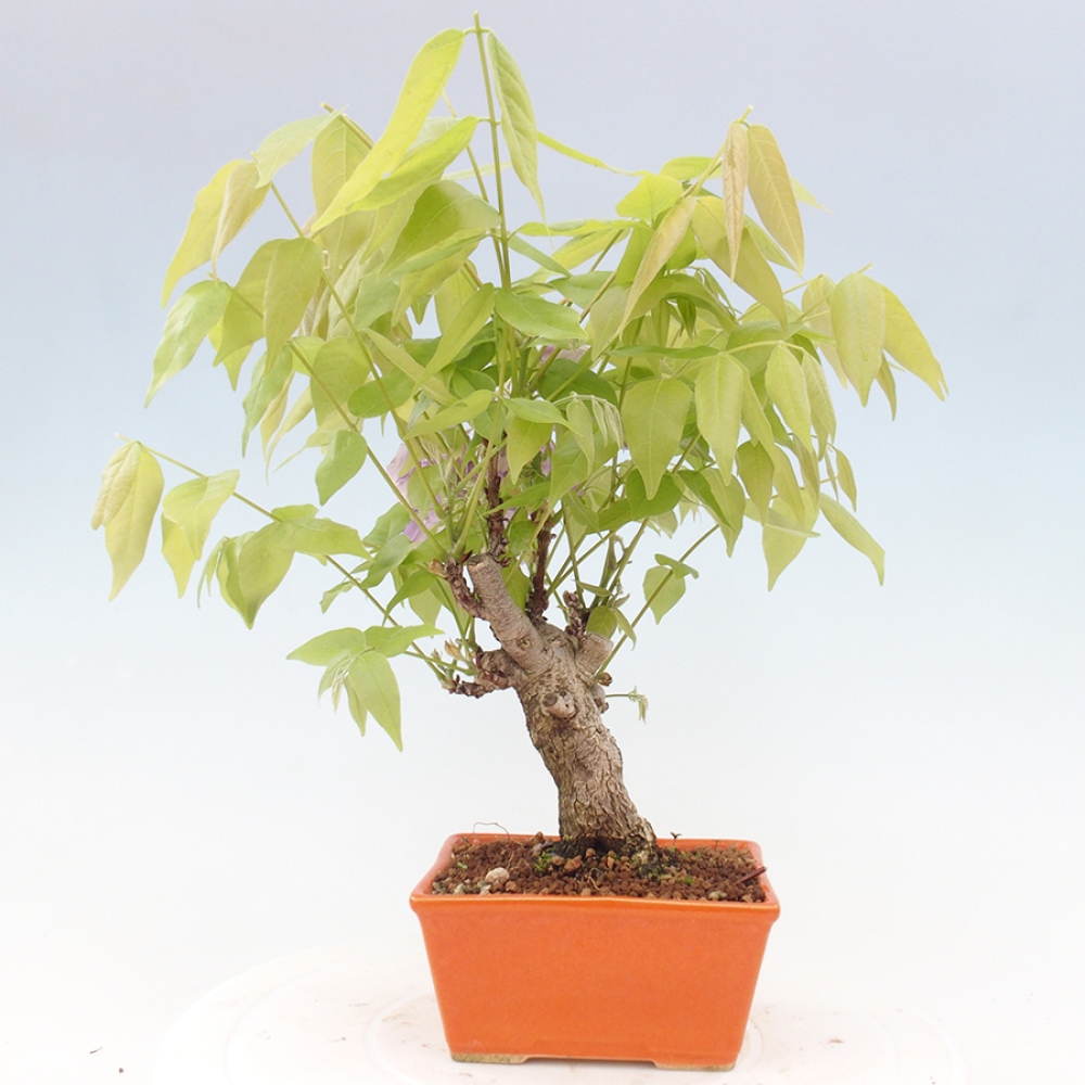 Bonsai im Freien - Wisteria floribunda - Wisteria floribunda
