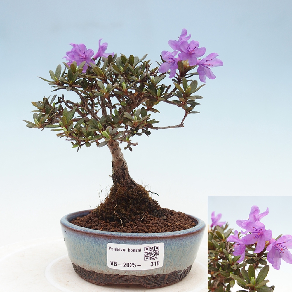 Outdoor-Bonsai - Rhododendron - Skunk