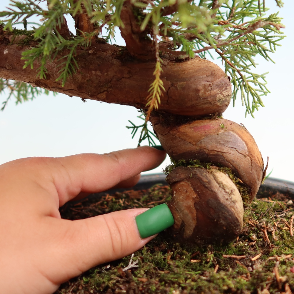 Bonsai für draußen - Juniperus chinensis Itoigawa-Juniperus chinensis