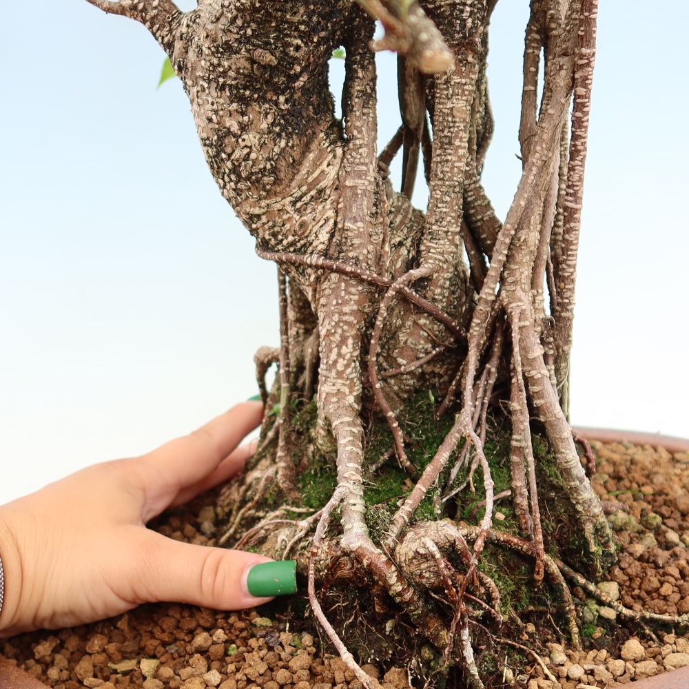 Zimmerbonsai - Ficus kimmen - Kleinblättriger Ficus