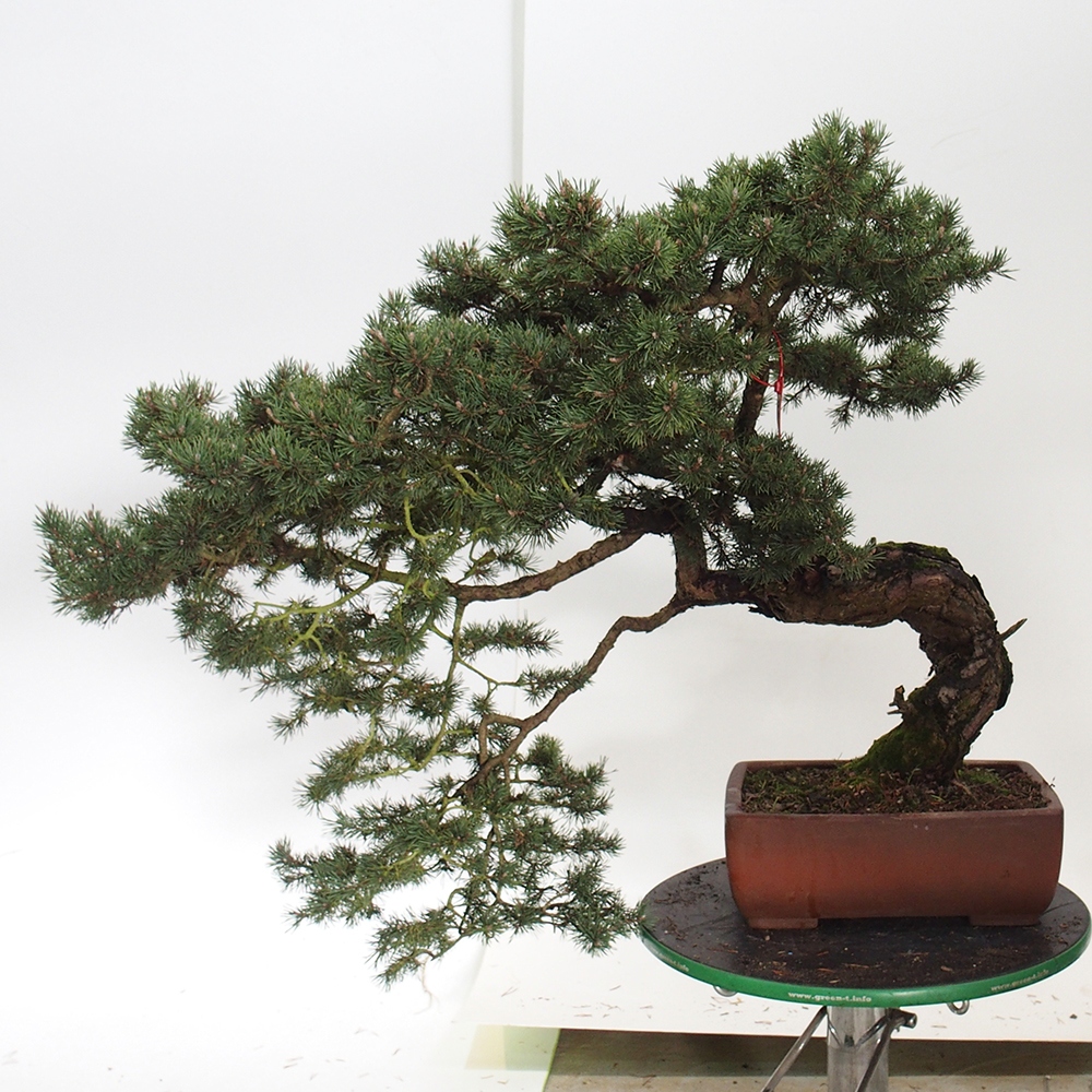 Yamadori - Pinus sylvestris Spanien
