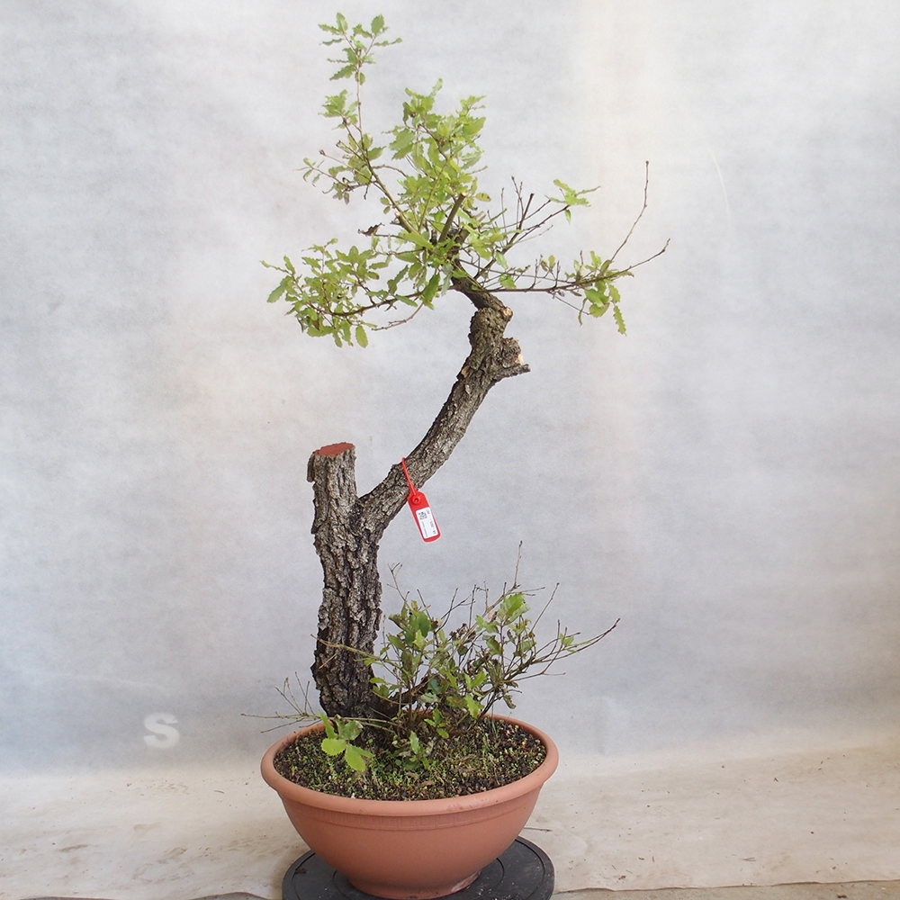 Freilandbonsai Quercus Cerris - Eiche Cer
