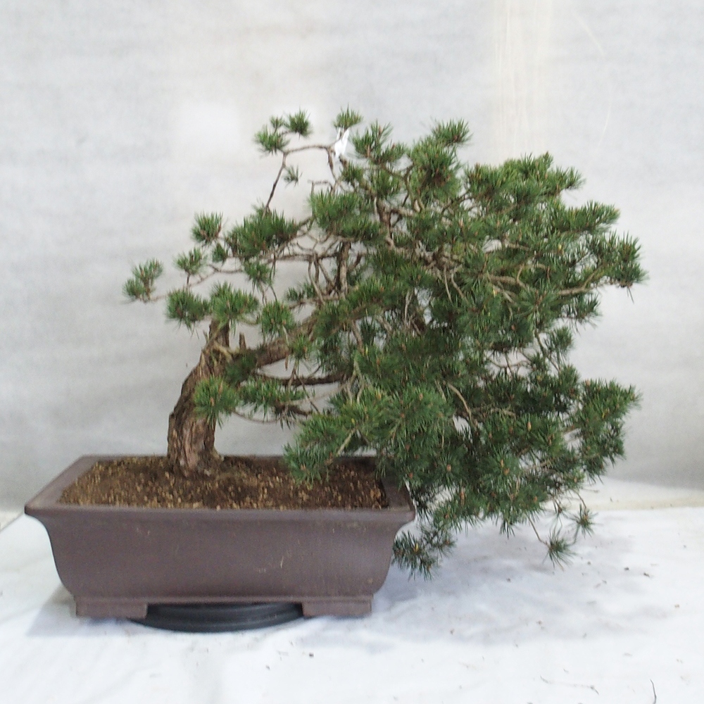 Yamadori - Pinus sylvestris 
