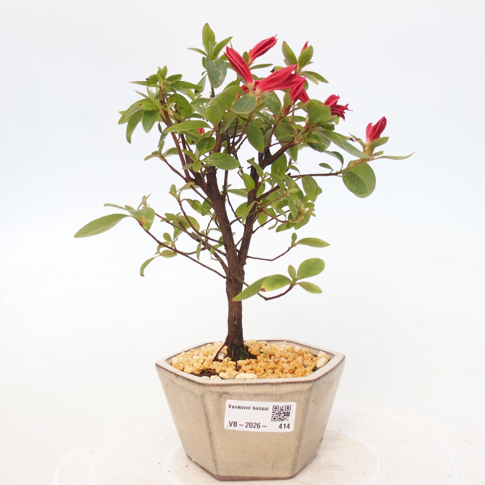 Bonsai für draußen - Japanische Azalee - Azalea sp.