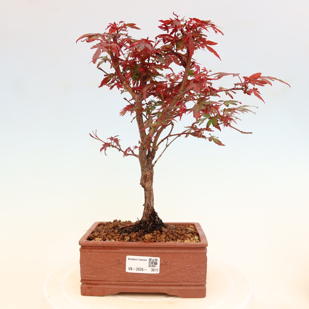 Bonsai für den Außenbereich – Palmenblättriger Ahorn – Acer palmatum „Berry Broom“ 