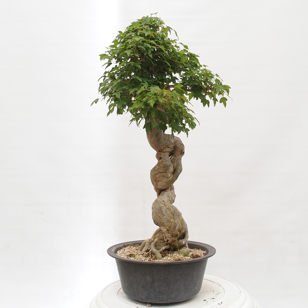 Bonsai im Freien - Ahorn Buergerianum - Burger Maple