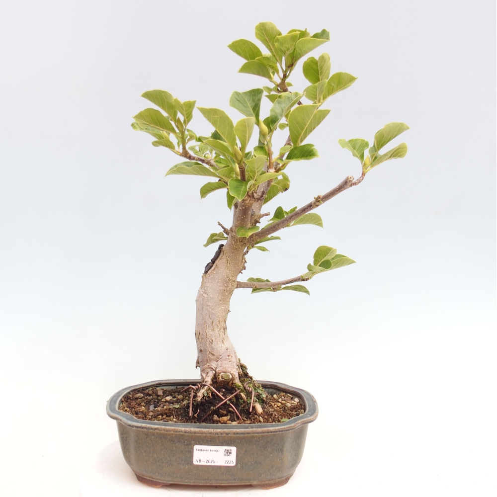Outdoor-Bonsai - Magnolie Schwarze Tulpe - Magnolie