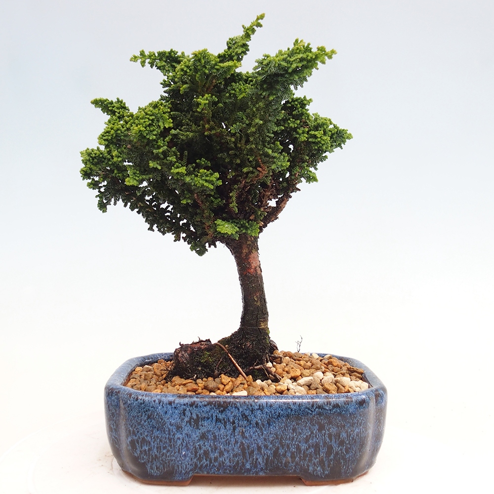 Bonsai im Freien - Cham. obtusa SEKKA HINOKI - Zypresse