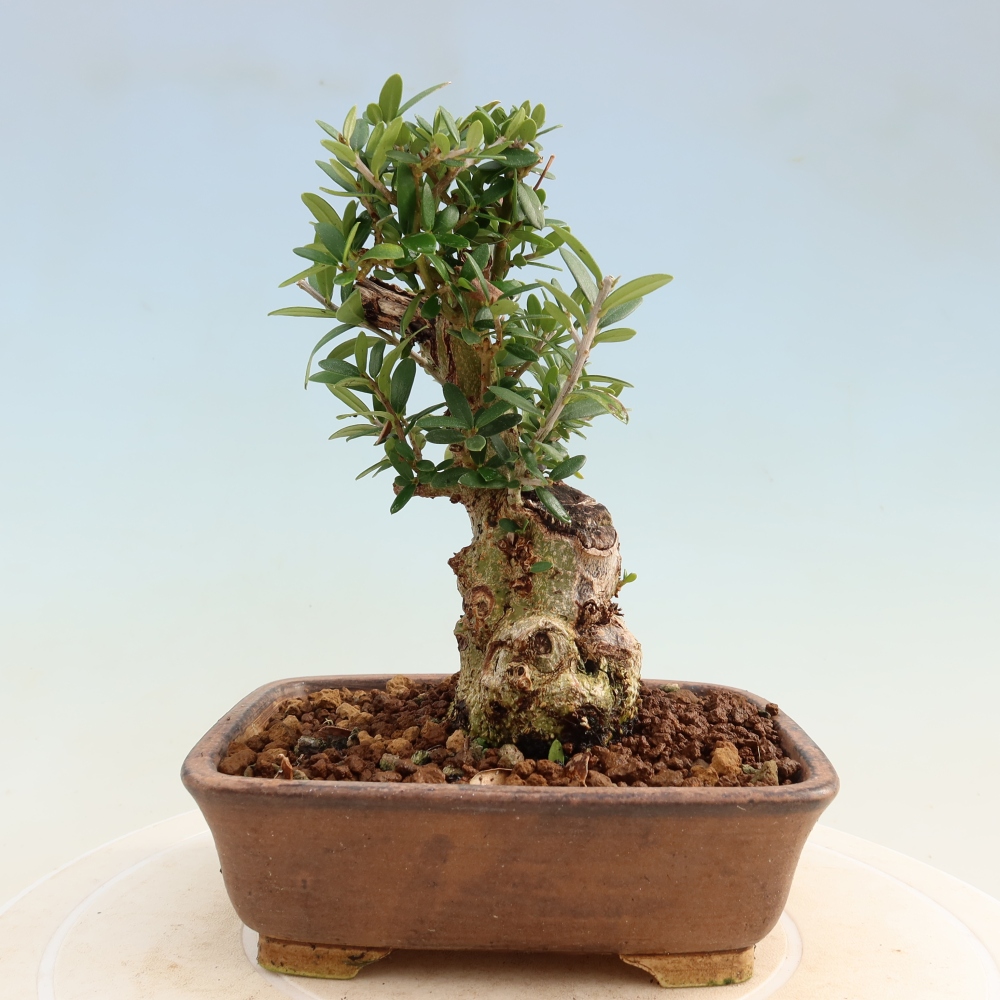 Zimmerbonsai - Olea europaea sylvestris