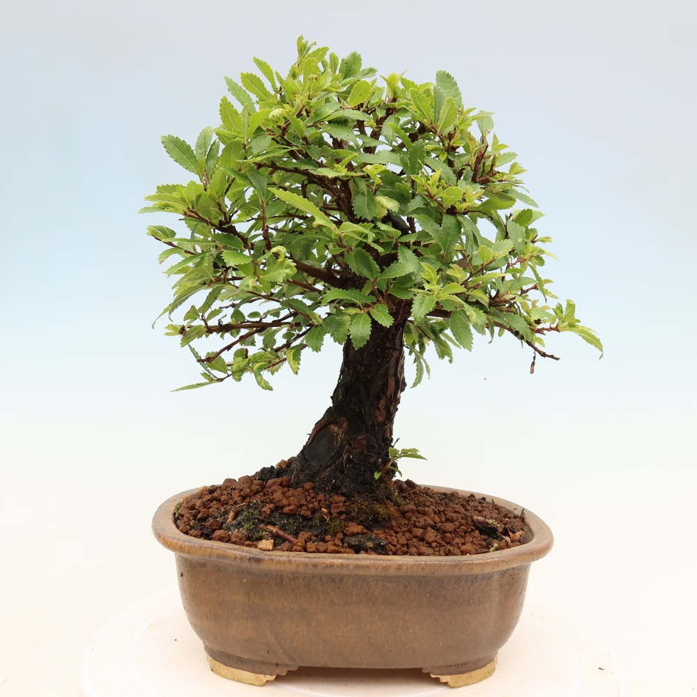 Bonsai für draußen - Zelkova - Zelkova NIRE