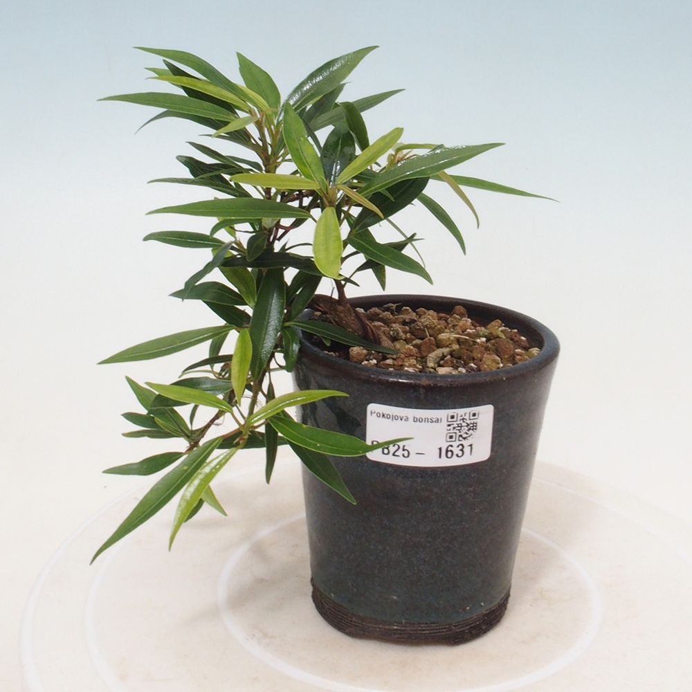 Zimmerbonsai - Ficus nerifolia - kleinblättriger Ficus