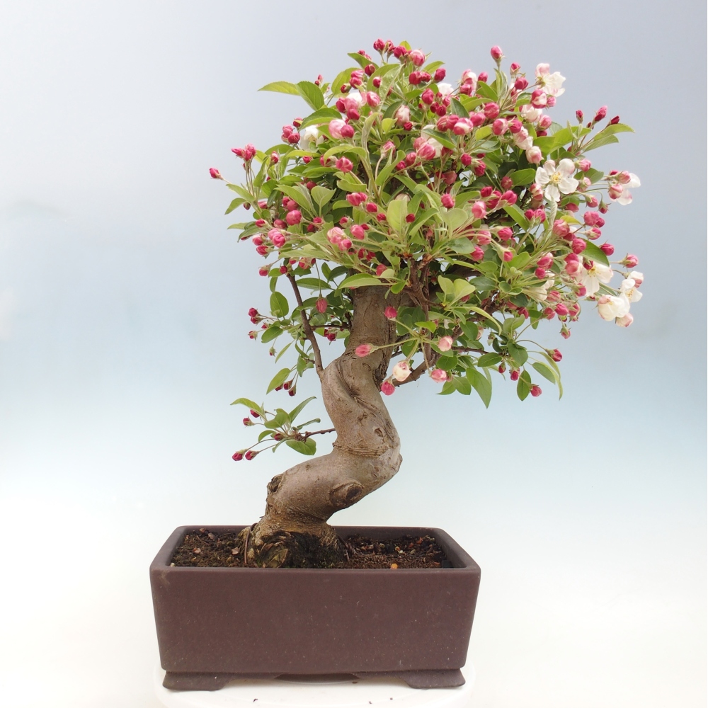 Outdoor-Bonsai -Malus halliana - Kleinfrüchtiger Apfelbaum