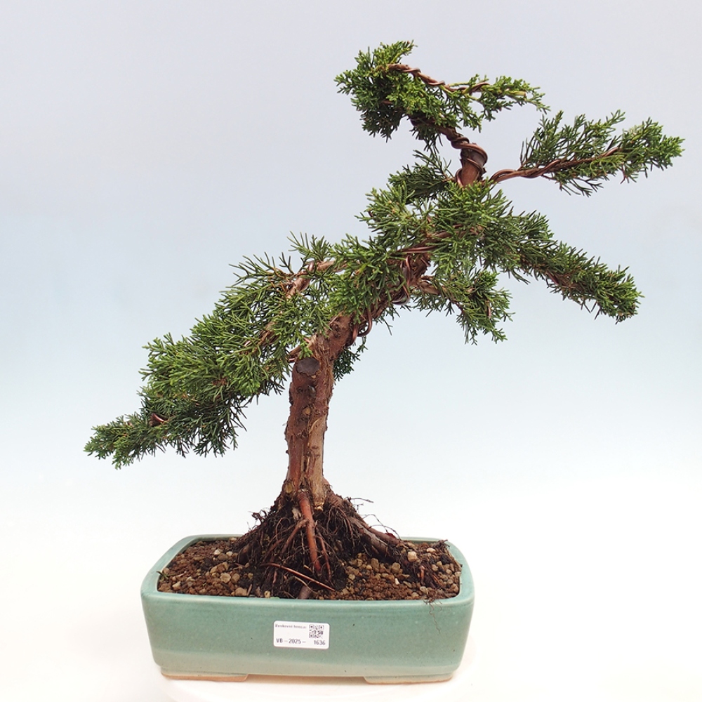 Outdoor-Bonsai - Juniperus chinensis Kishu - Chinesischer Wacholder