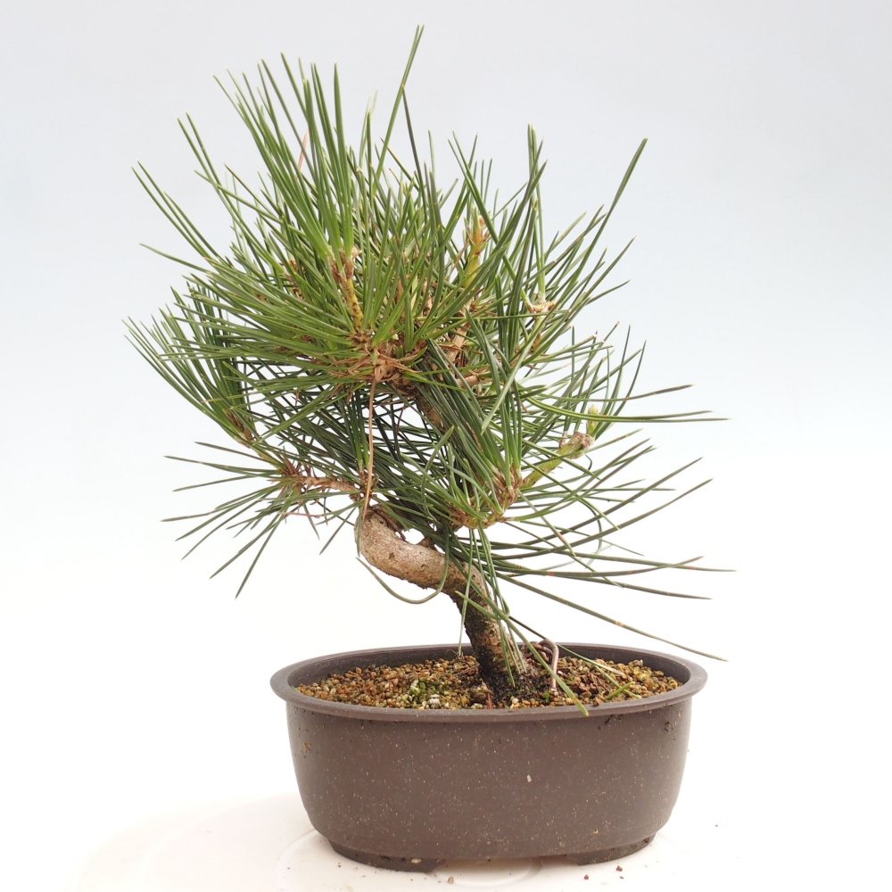 Bonsai im Freien - Pinus thunbergii - Thunbergia-Kiefer