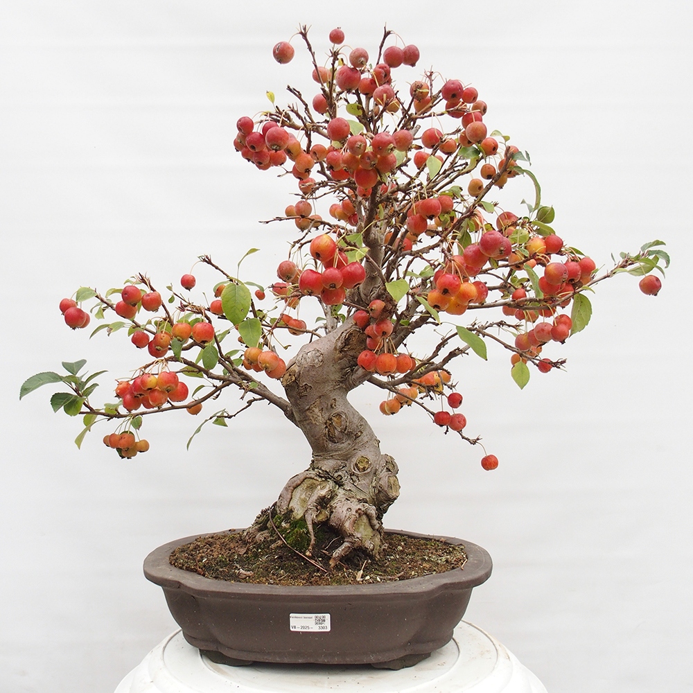 Bonsai im Freien - Malus halliana - Kleinfruchtiger Apfelbaum